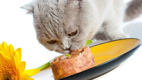 What's the Best Food for Kittens? A Comprehensive Guide